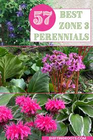 57 Best Perennials To Plant In Zone 3