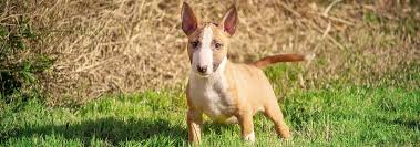 The dachshund originated in germany in the early 1600s. Miniature Bull Terrier Dog Breed Facts And Traits Hill S Pet