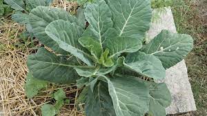 plant collard greens now for harvest