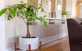40 Best Low Light Indoor Plants For