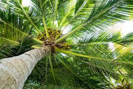 growing coconut trees how to plant and