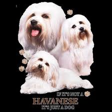 Havanese Dog Womens Short Or Long Sleeve Shirt Or Tank Top 21380hd4