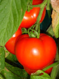 Tomato Celeberty Sierra Vista Growers