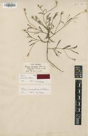 Picris pauciflora Willd. — Google Arts & Culture