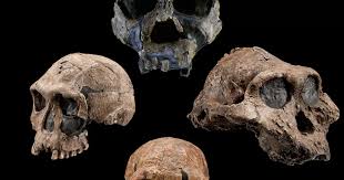Introduction to Human Evolution | The Smithsonian Institution's ...