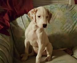 To learn more about each adoptable golden retriever. Lemon Dalmatian Puppy 646797 Puppyspot