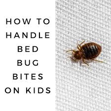 how to handle bed bug bites on kids