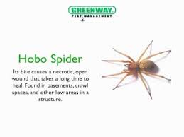 Common House Spiders In Utah Architectural Designs