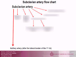 Subclavian Artery Flow Chart Diagram Quizlet