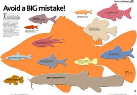 Adult Sizes Of Popular Fish Species Injaf