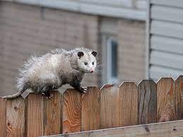 How To Get Rid Of Opossums