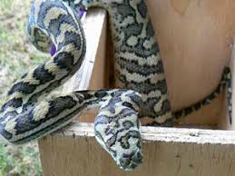 snake safety around the home snake