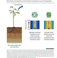 stomatal conductance functions