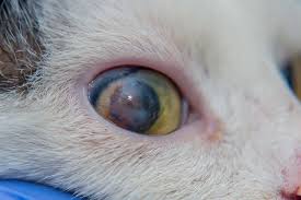 a corneal ulcer overview for pet owners