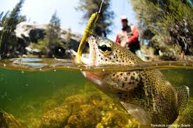 fly fishing wallpapers top free fly