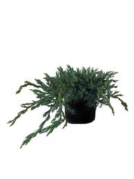 juniperus squamata blue carpet