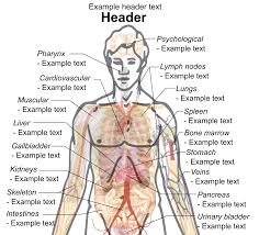Human body consists of various organ systems, each of. Body Diagram Photos