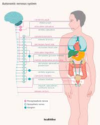 The central and peripheral nervous systems. The Parasympathetic Nervous System Explained