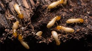 Our staff is friendly and we only suggest products that are suited to your application. Mde Pest Control Services Termite Services Serving Greenville And Spartanburg