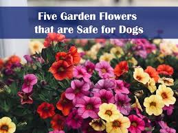 Five Garden Flowers That Are Safe For Dogs
