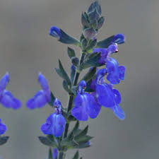 salie salvia greggii blue note pbr