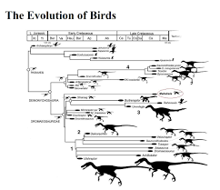 Animal Evolution Timeline Chart 2019