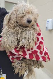 14 neglected toy poodles found in long