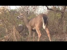 How To Age Whitetail Deer On The Hoof Deer Hunting
