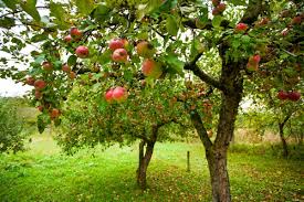 Apple trees have their share of pest problems, but using chemicals on edible crops is obviously spray your apple trees for worms beginning in the late spring and continue on a spraying schedule through the late harvests in september and october, if. Growing Organic Apples Without Spraying Organic Gardening Mother Earth News