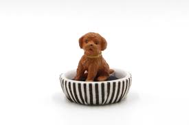 dog puppy brown toy poodle