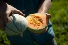 What is the best month to buy cantaloupe?