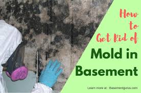 how to remove and get rid of black mold