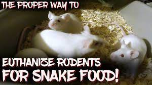 to euthanize rodents for snake food