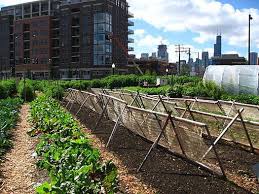 Community Gardening A Boon To