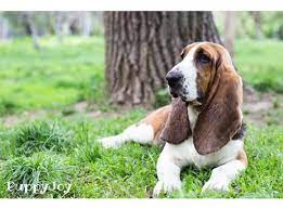 A basset hound can smell almost as well as a bloodhound. Basset Hound Puppies For Sale In California Ca Purebred Basset Hounds Puppy Joy