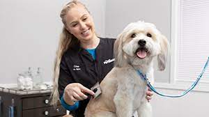 dog grooming cat grooming services