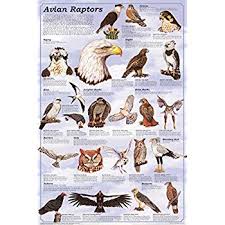 Avian Raptors Birds Of Prey Educational Science Chart Poster 24 X 36in