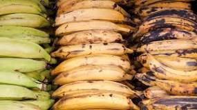 What does plantain do to the body?