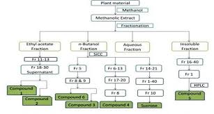 Flow Chart Of Extraction And Isolation Of Compounds From D