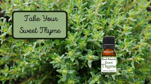 sweet thyme essential oil benefits