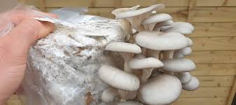 how to grow mushrooms on cardboard the