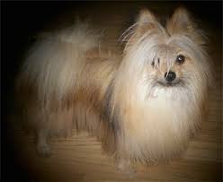 Speaking of long hair, these rock stars love to play and party! Maltipom Dog Breed Information And Pictures