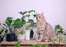 How To Keep Cats Away From Plants 8