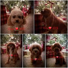 Find your new companion at nextdaypets.com. Happy Holidays From The Fur Family Cavapoo Puppy Patch Facebook