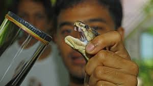Die bekanntesten konkurrenten des inlandtaipans um die frage des potenteren giftes sind die schnabelseeschlange (enhydrina schistosa) und dubois' seeschlange (aipysurus duboisii). Die Giftigsten Schlangen Der Welt Welt Der Wunder Tv