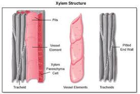 Image result for components of xylem tissue