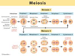 meiosis definition ses purpose