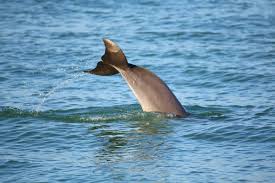 interesting facts about dolphins part 1