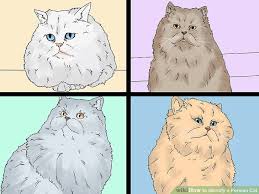 3 Ways To Identify A Persian Cat Wikihow