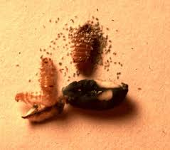 r debey bow bugs carpet beetles